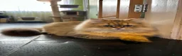 British Longhair cats for sale: 2 British Long hair Kittens - Advert 4