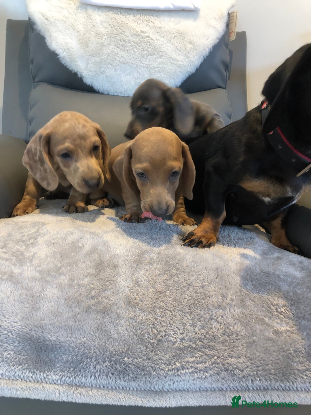 Miniature Dachshund dogs for sale: Miniature dachshunds for sale - Image 6