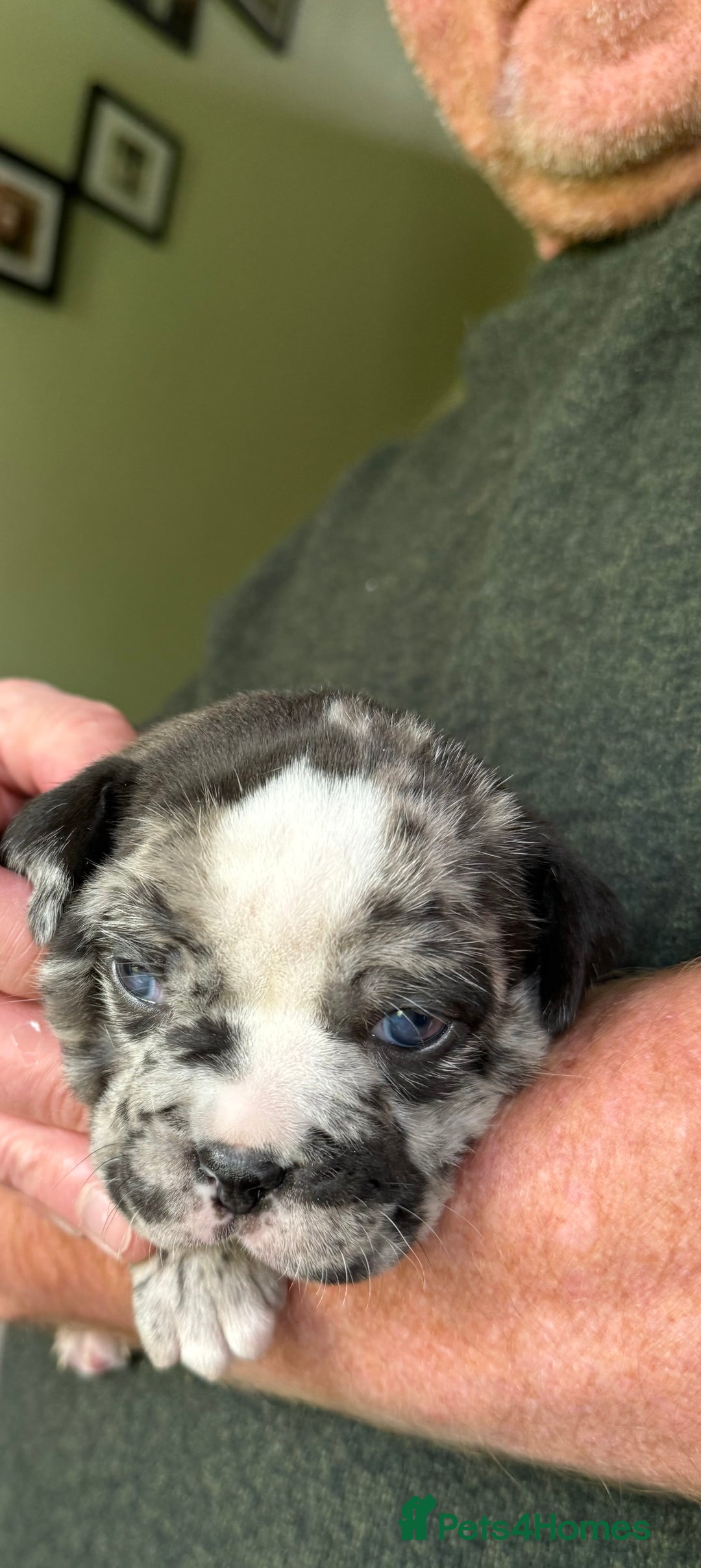 Mixed Breed dogs for sale: Cute Olde English Bulldog & Pug/Frenchie 4 sale - Image 20
