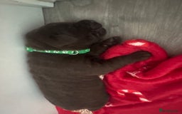 Labrador Retriever dogs for sale: 5 Stars 🌟 Chocolate Labradors  🌟  - Image 31