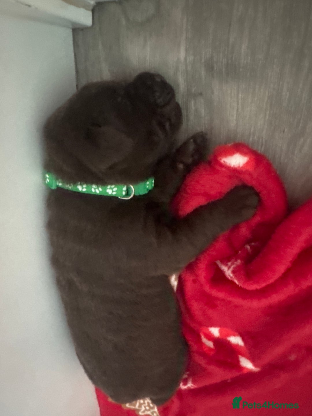 Labrador Retriever dogs for sale: 5 Stars 🌟 Chocolate Labradors  🌟  - Image 31