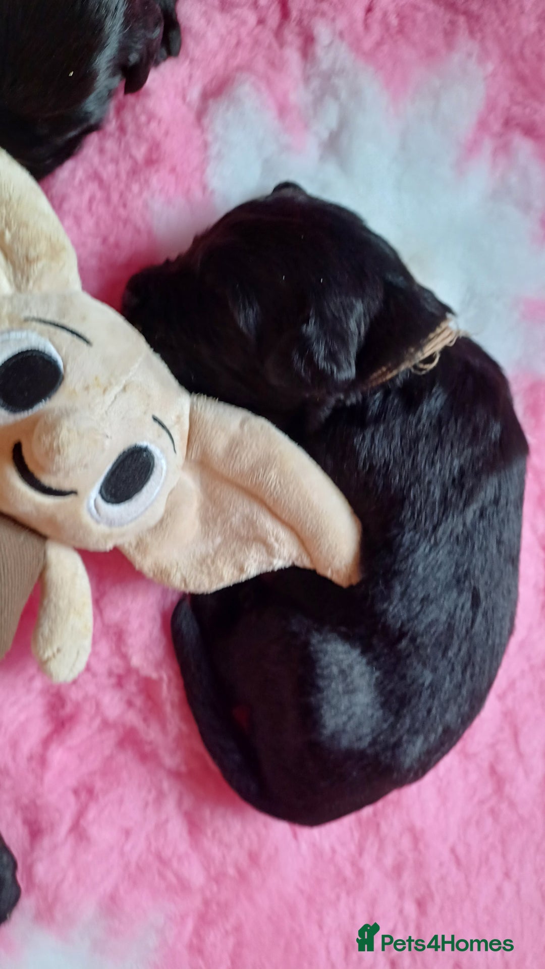 Goldendoodle dogs for sale: Goldendoodles. Family pets - Advert 26