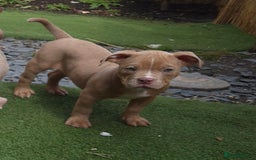 American Bully dogs for sale: Champagne, Chocolate, Merle Micro Pocket Bullys  in Wilmslow - Image 10