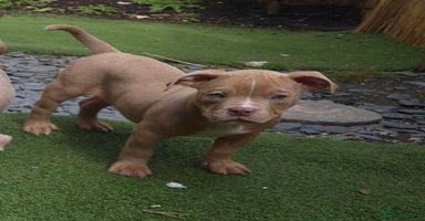 American Bully dogs in Wilmslow - Advert 3