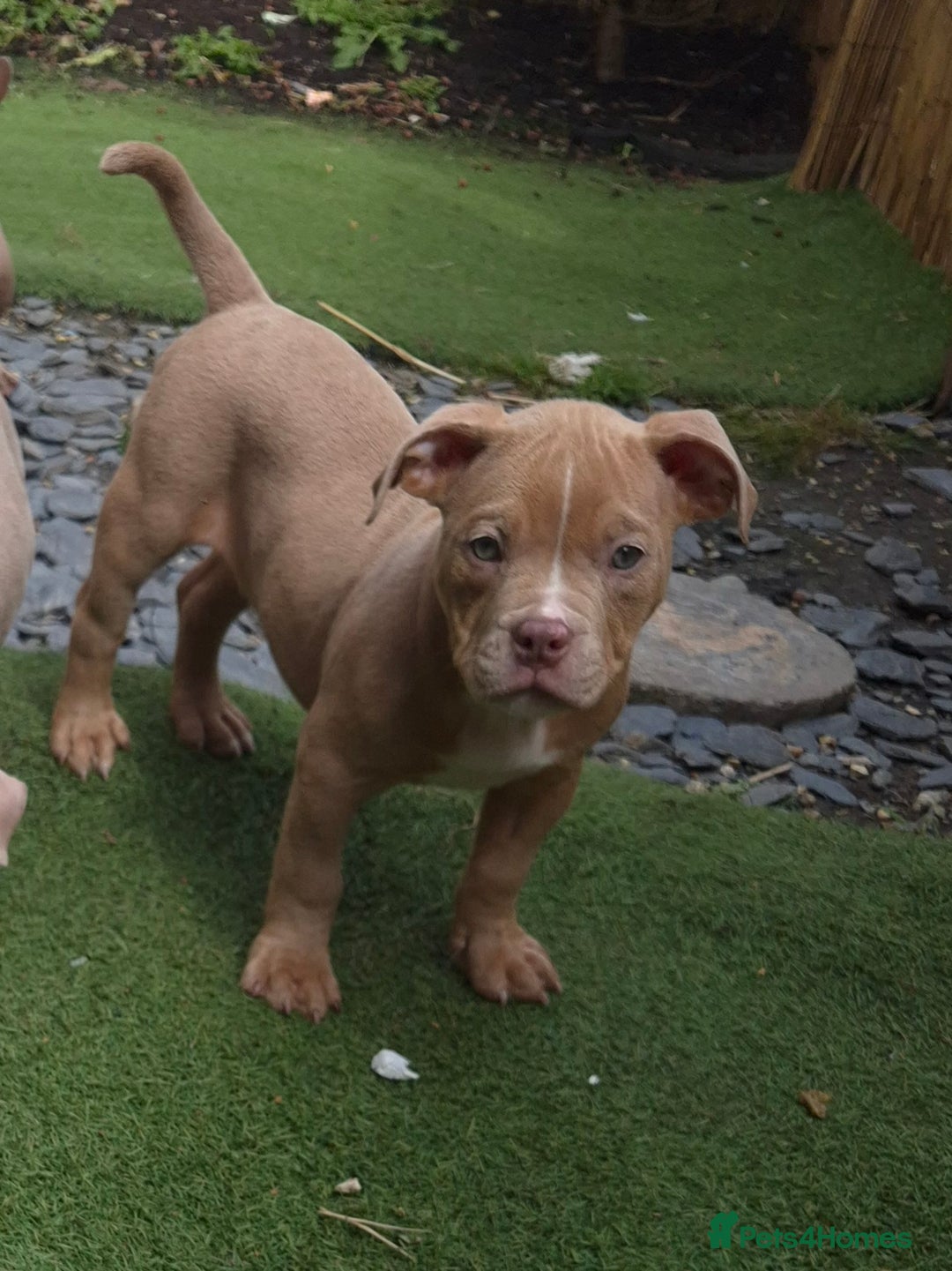American Bully dogs for sale: Champagne, Chocolate, Merle Micro Pocket Bullys  in Wilmslow - Image 10