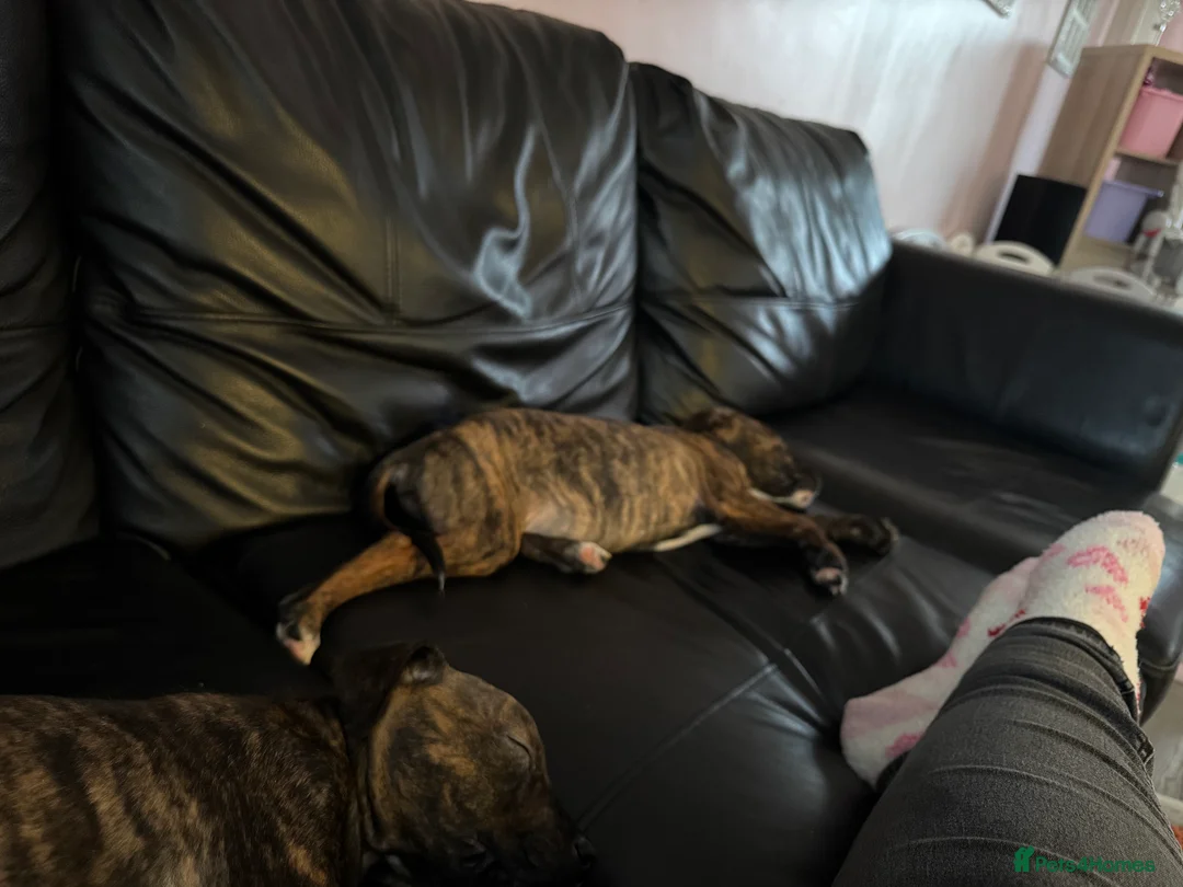 Staffordshire Bull Terrier dogs for sale: Staffie pups - Advert 6