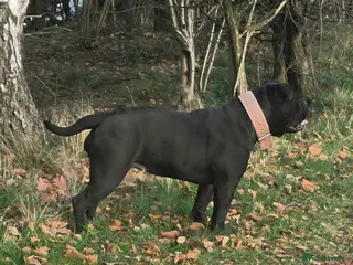 Olde English Bulldogge dogs Olde english bulldog female - Advert 1