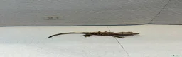 Gecko reptiles for sale: Baby crested geckos  - Advert 14