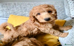 Cockapoo dogs for sale: Fantastic f1b toy cockapoo puppies  - Image 10