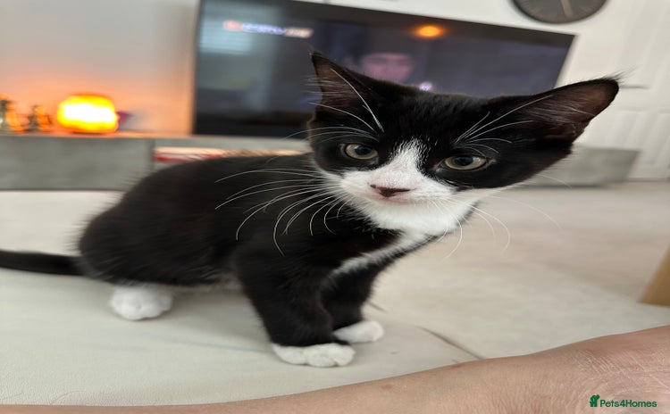 Mixed Breed cats - Advert 14