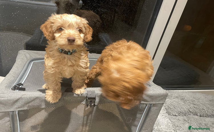 Cockapoo dogs  5 ⭐️ genetics F1b cockapoo Apricot with blue eyes - Advert 2