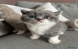 British Shorthair cats for sale: BSH grey/white fluffy female kitten  - Image 10