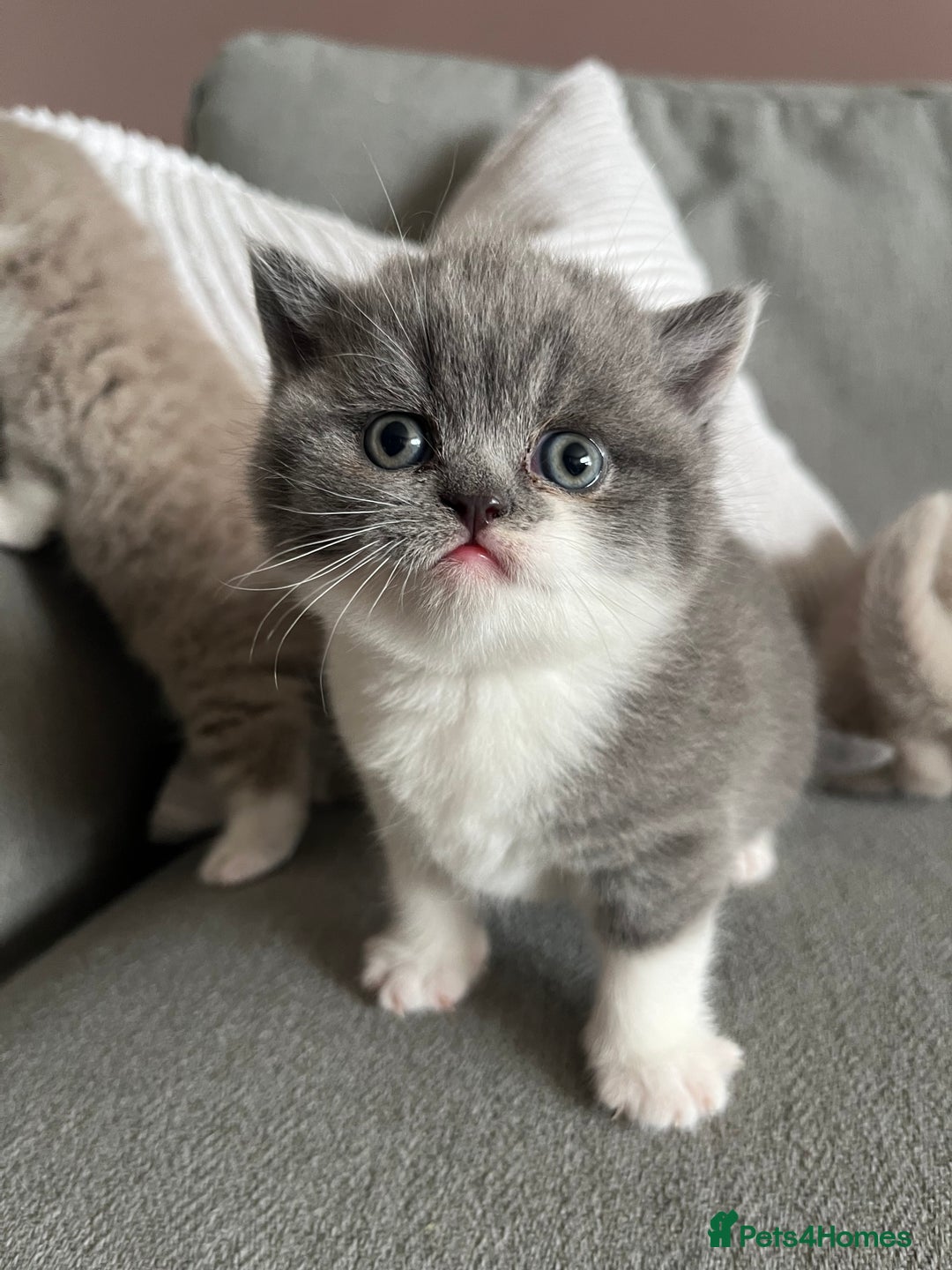 British Shorthair cats for sale: BSH grey/white fluffy female kitten  - Image 10