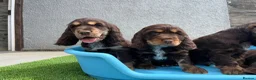 Cocker Spaniel dogs for sale: ⭐️ Health tested KC reg show type cocker 🐶  - Advert 11
