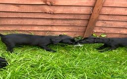 Patterdale Terrier dogs for sale: Patterdale terrier pups  - Image 16