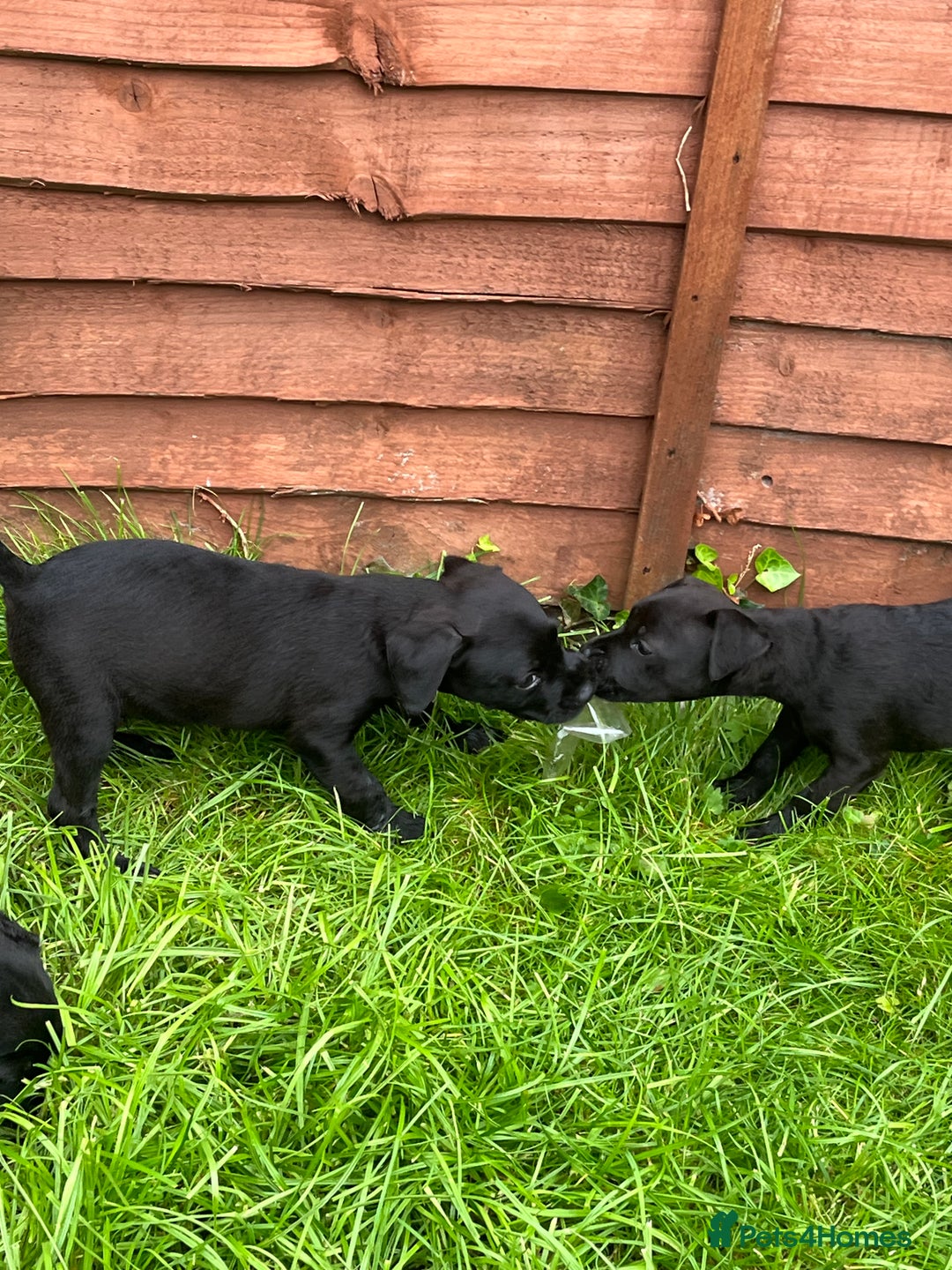 Patterdale Terrier dogs for sale: Patterdale terrier pups  - Image 16