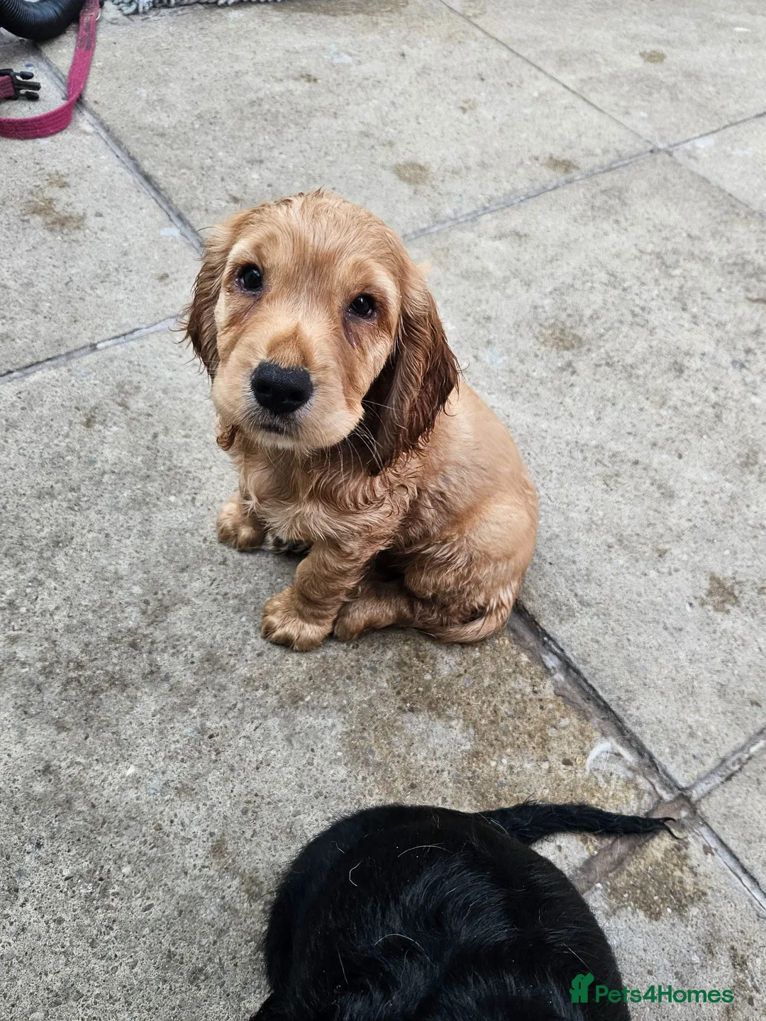 Cocker Spaniel dogs for sale: 2 beautiful boys looking for forever homes - Advert 9
