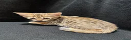 Savannah cats for sale: Pure Pedigree! Top Quality Tica Registr. Savannahs - Advert 5