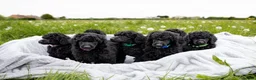 Standard Poodle dogs for sale: The Magnificent Seven Standard Poodle Puppies - Advert 4