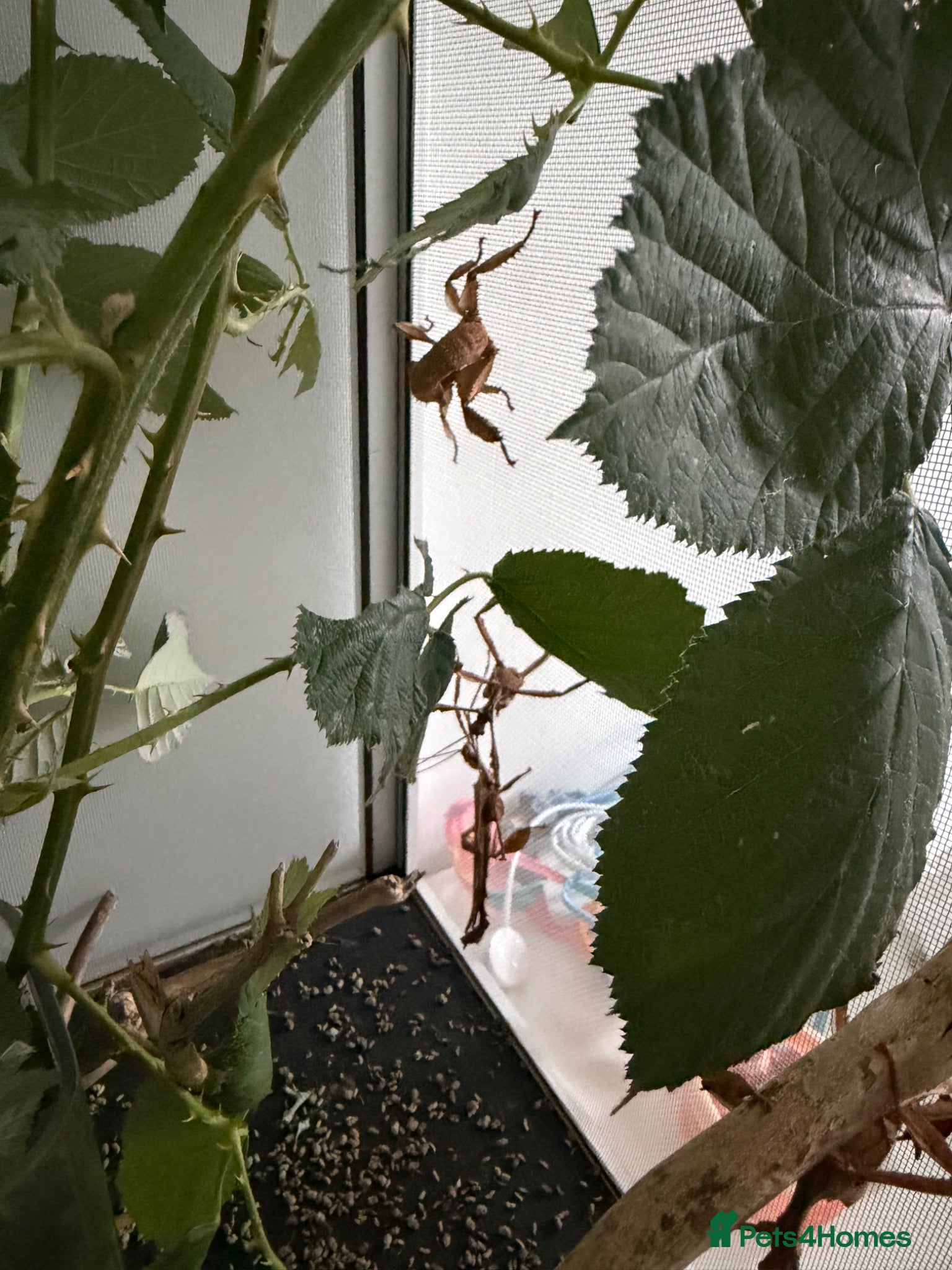 Stick Insects invertebrates Macleays spectre Stick insects - Advert 16