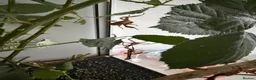Stick Insects invertebrates for sale: Macleays spectre Stick insects in Bexley - Advert 1