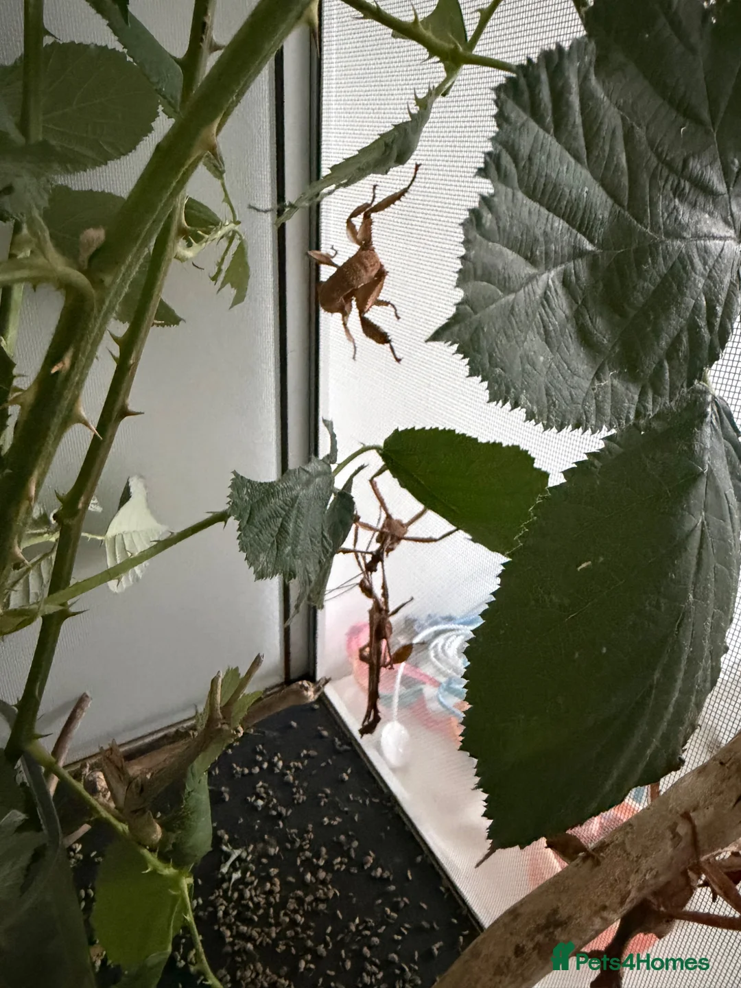 Stick Insects invertebrates for sale: Macleays spectre Stick insects in Bexley - Advert 1