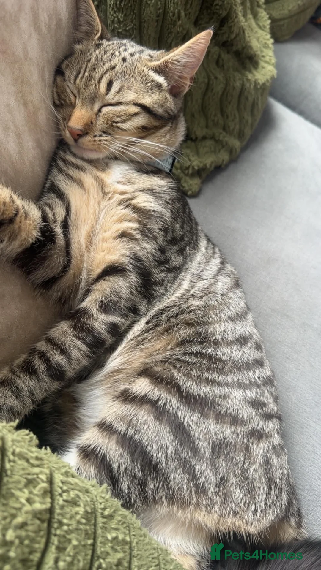 Mixed Breed cats for sale: Beautiful girl Macy - F REE - Advert 2