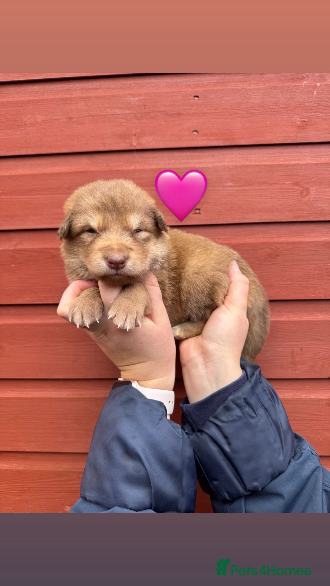 Saarloos Wolfdog dogs for sale: Stunning Low Content Wolfdog Puppies - Advert 1