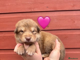 Saarloos Wolfdog dogs Stunning Low Content Wolfdog Puppies - Advert 10