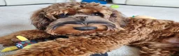Cockapoo dogs for sale: F1 MINIATURE SHOW TYPE COCKAPOO PUPPIES  - Advert 23