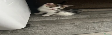 Mixed Breed Kitten 4