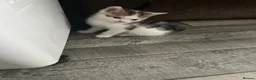 Mixed Breed cats for sale: Kittens will be ready 17th of May  - Advert 9
