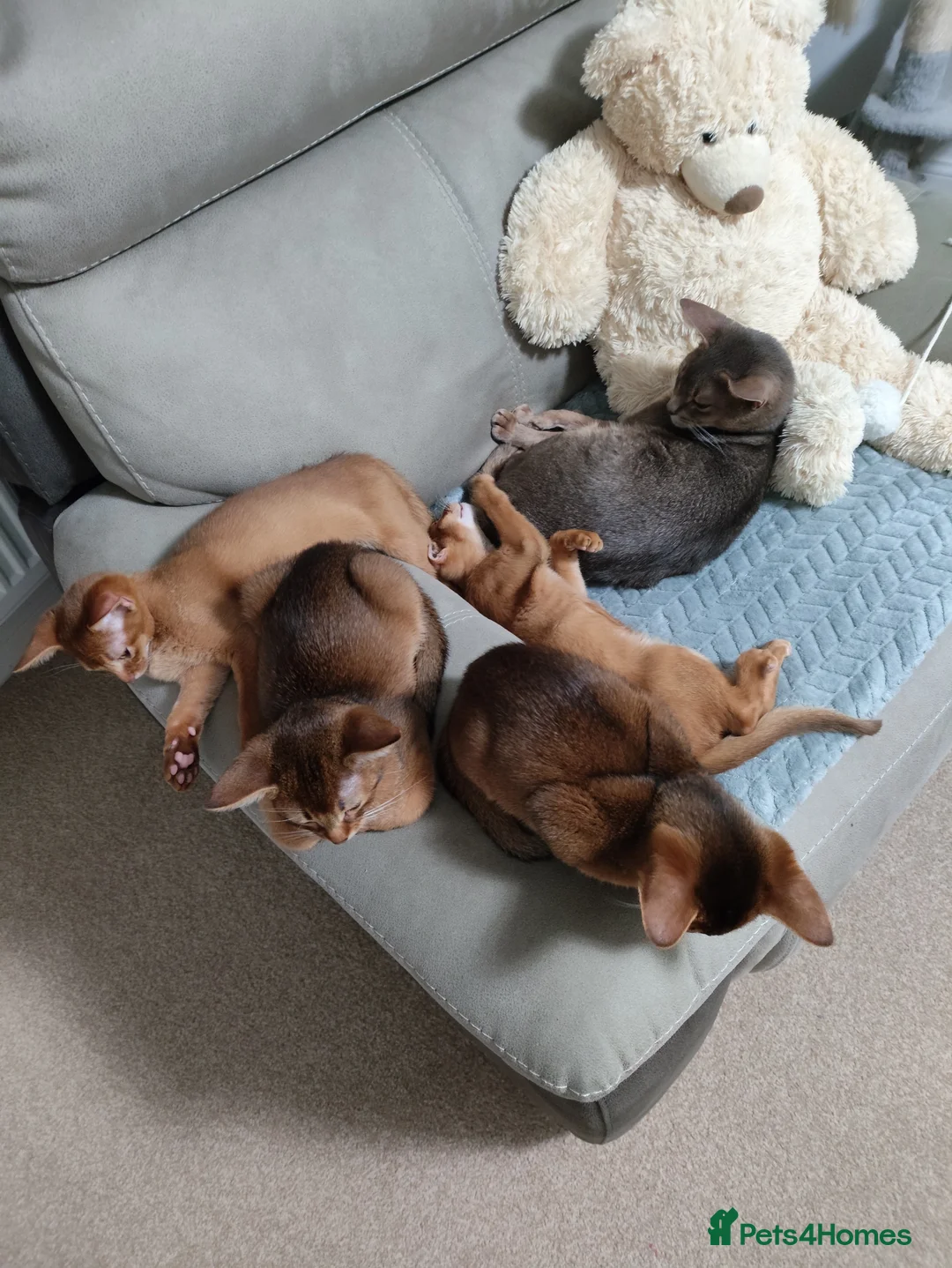 Abyssinian cats for sale: Beautiful Abyssinian Kittens 🐈 - Advert 16