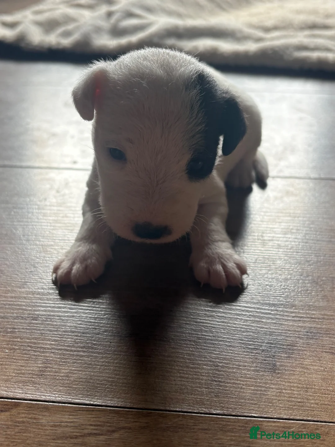 Jack Russell dogs for sale: Lovely Jack Russel puppies  - Advert 20