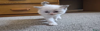 Ragdoll Kitten 5