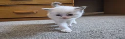 Ragdoll cats for sale:  TICA Quality Beautiful ragdoll kittens 😻🌟 - Advert 23
