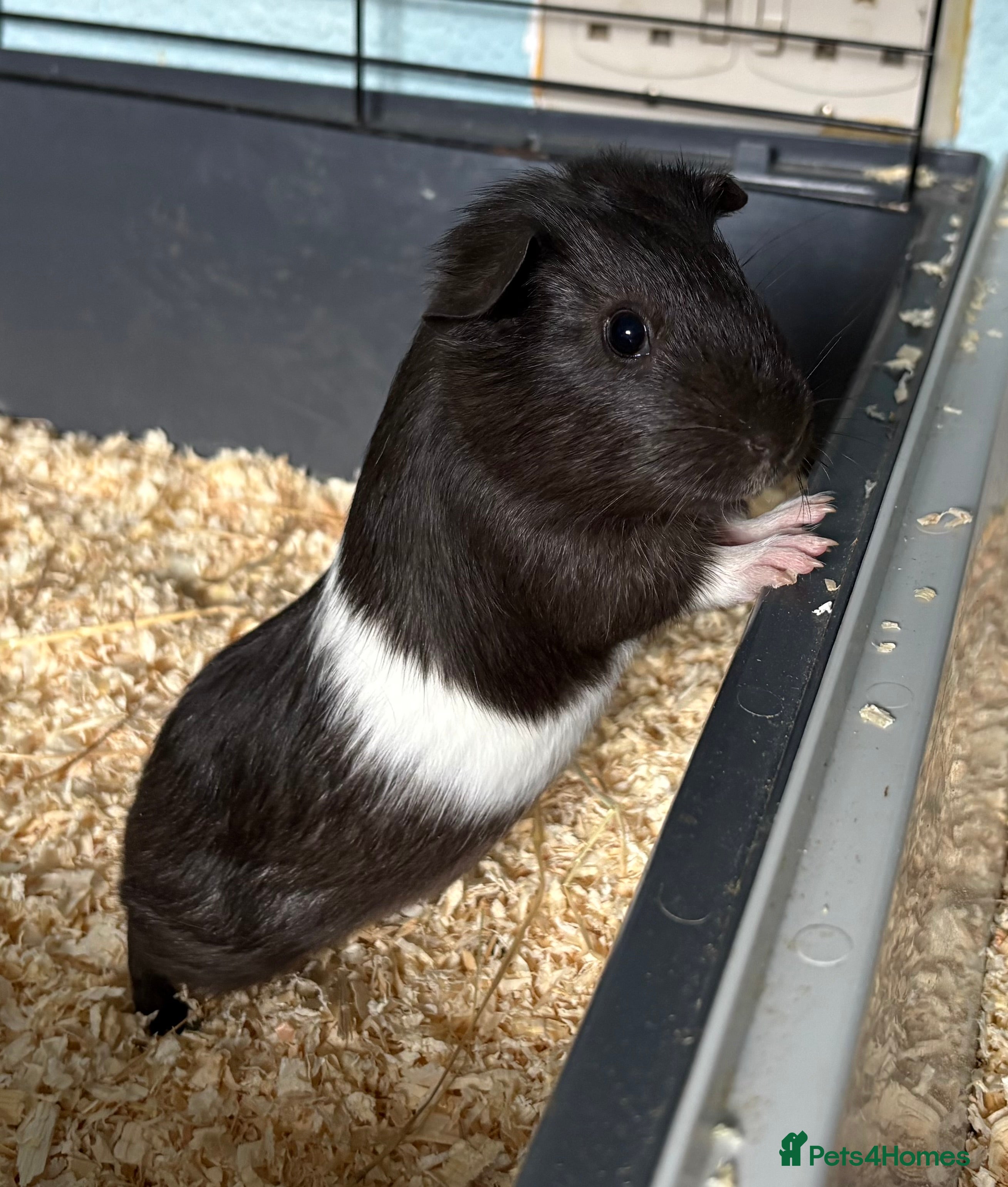 Guinea Pig rodents Baby Guinea Pigs  - Advert 19