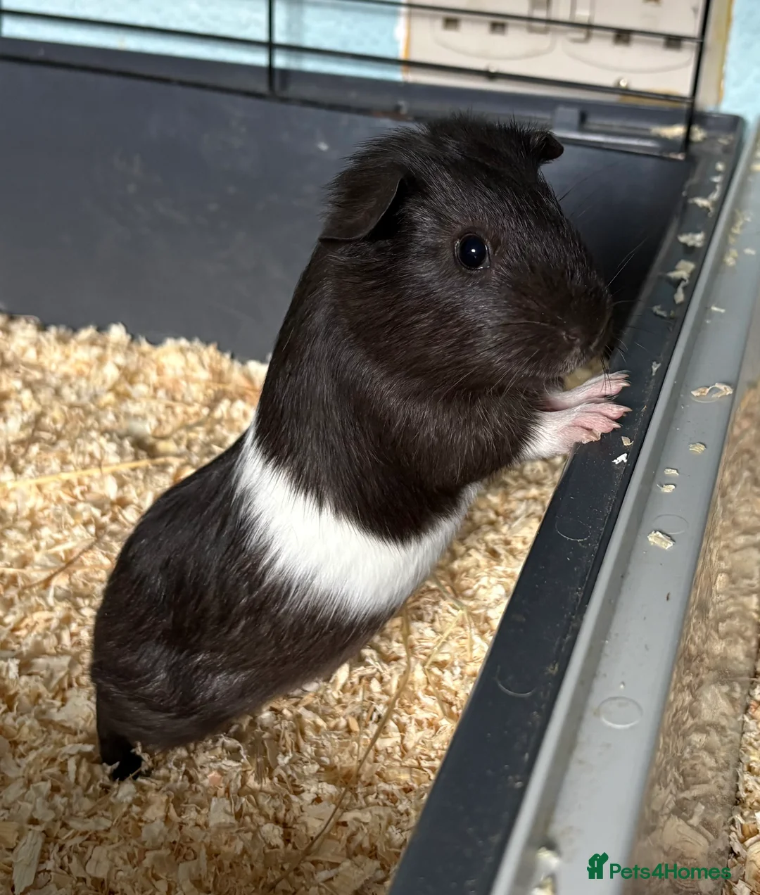 Guinea Pig rodents for sale: Baby Guinea Pigs  - Advert 1