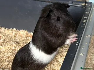 Guinea Pig rodents Baby Guinea Pigs - Advert 19