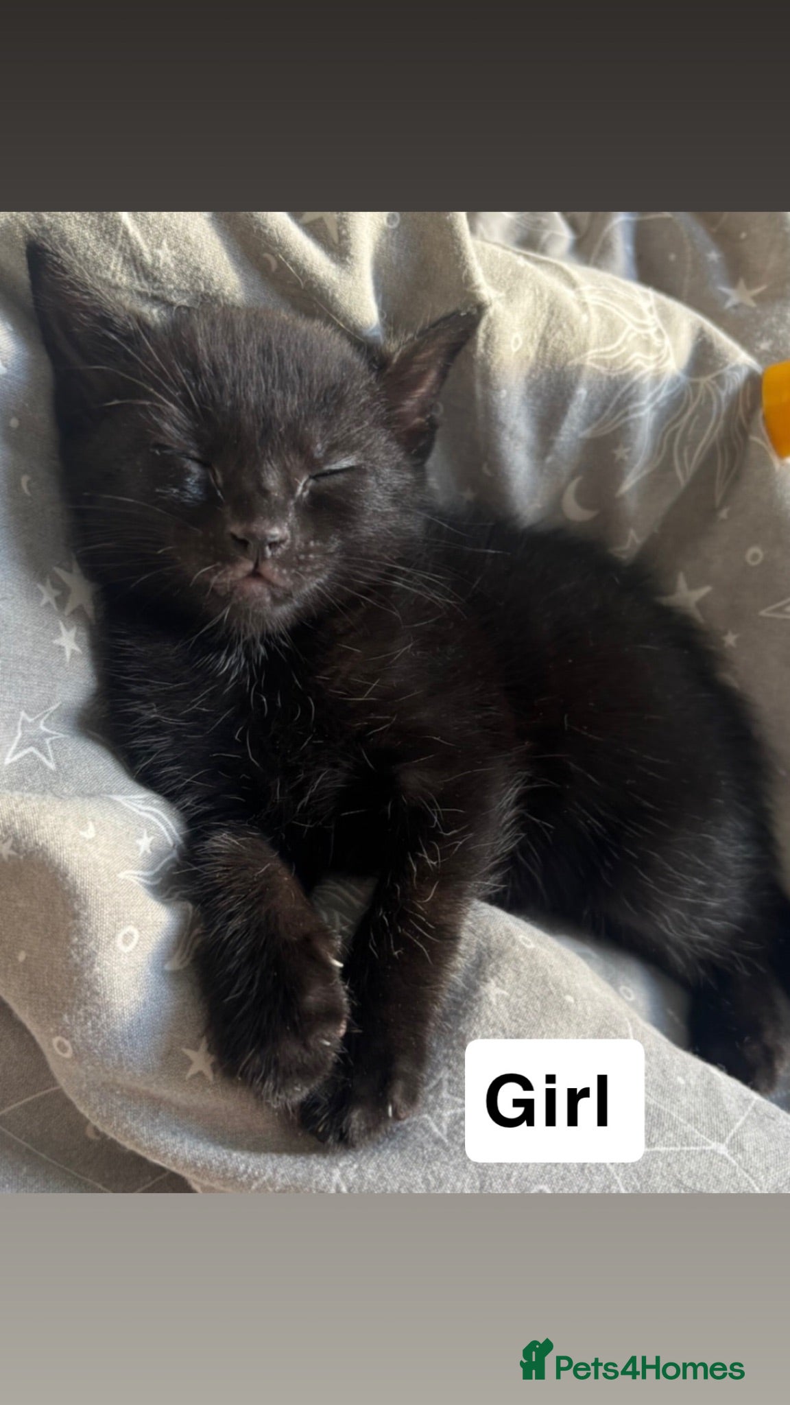 Mixed Breed cats Black girl available - Advert 19