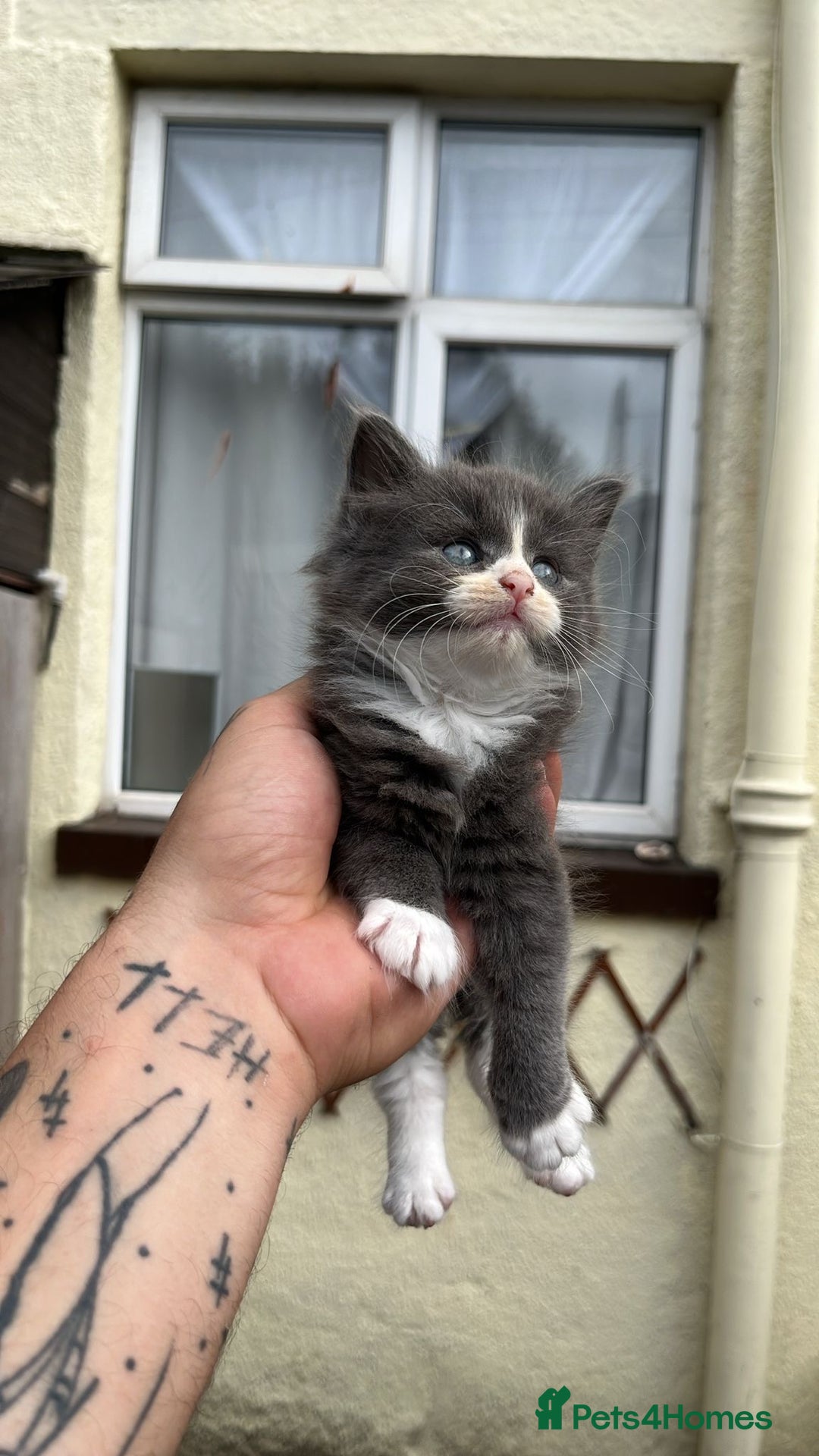 Mixed Breed cats for sale: Two kittens left - Image 1