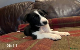 Border Collie dogs for sale: Border Collie Pups - Advert 2