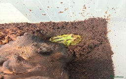 Frog reptiles for sale: Pac-Man frog - Image 2