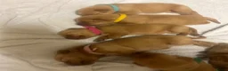 Labrador Retriever dogs for sale: Labrador puppies for sale ready now  - Advert 12