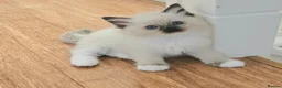 Ragdoll cats for sale: Stunning Ragdoll kittens 😸  - Advert 3