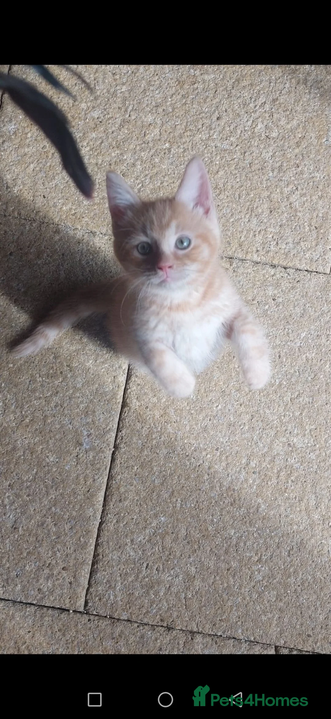 Mixed Breed cats for sale: Maine coon cross  - Advert 10