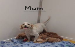 Cavachon dogs for sale: Beautiful Cavapoochon puppies 🥰 - Image 13