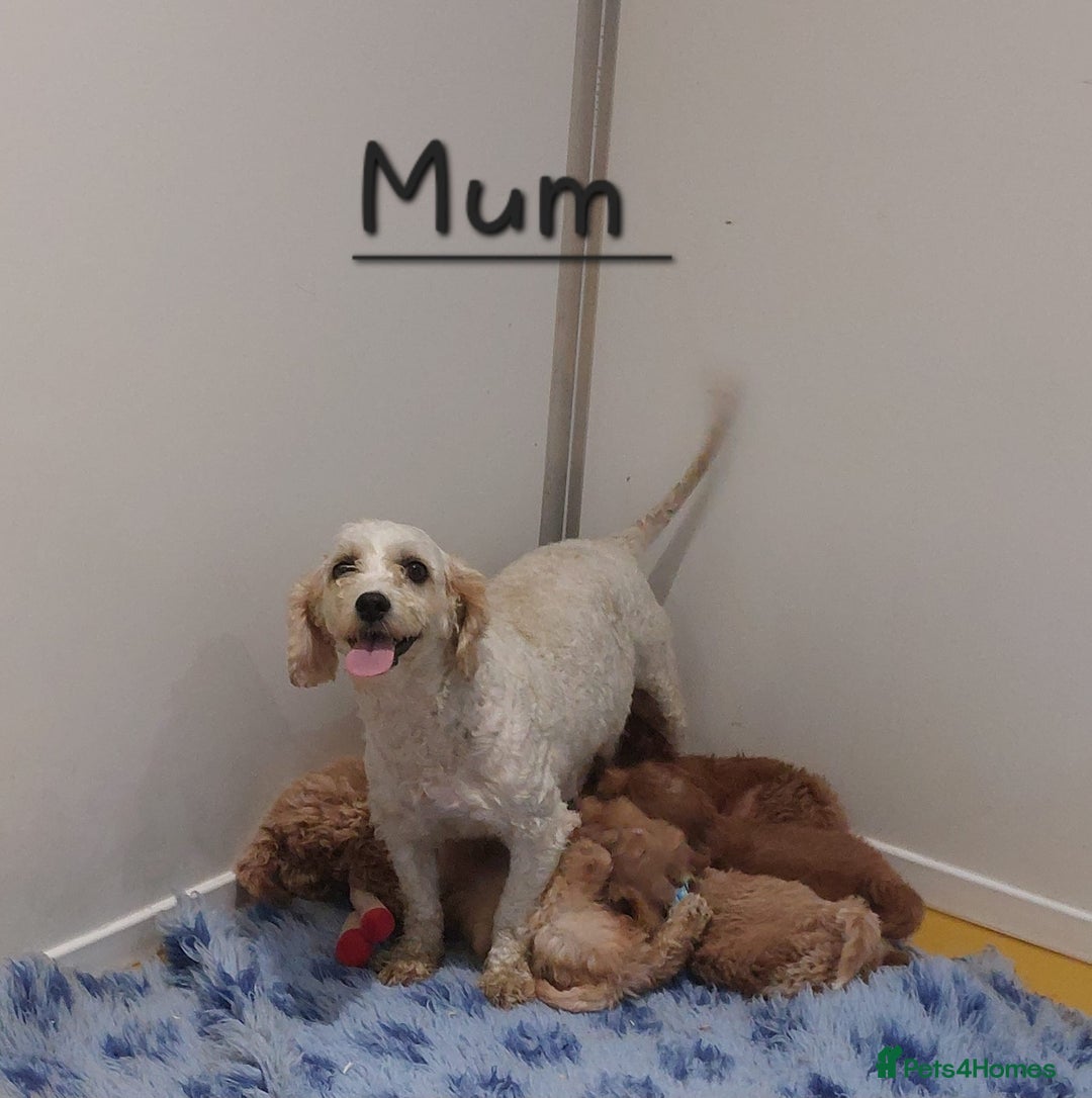 Cavachon dogs for sale: Beautiful Cavapoochon puppies 🥰 - Image 13