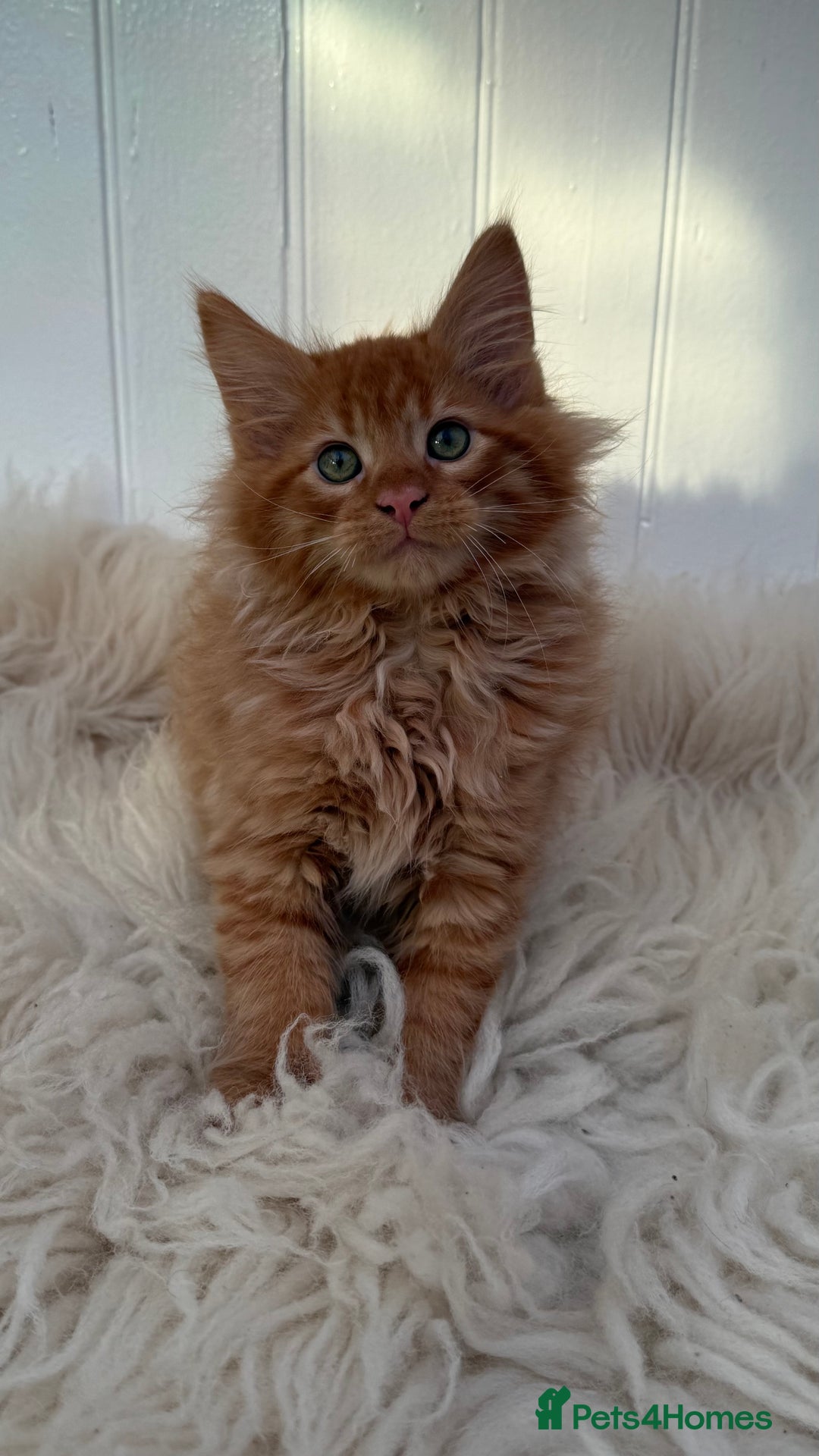Maine Coon cats for sale: Last Two Gccf Maine Coons Boys Available - Advert 13
