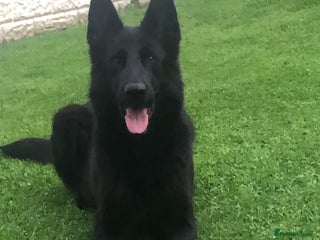 German Shepherd dogs German shepherd puppies READY NOW - Advert 1